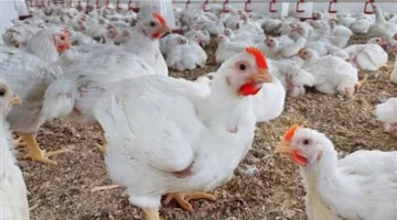 الكيلو بـ60 جنيهًا: أسعار الدجاج الأبيض اليوم، الجمعة 18 يوليو