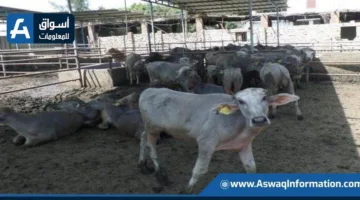 في إطار مشروع البتلو.. “وزارة الزراعة” تخصص 149.8 مليون جنيه لدعم 107 من صغار المربين.