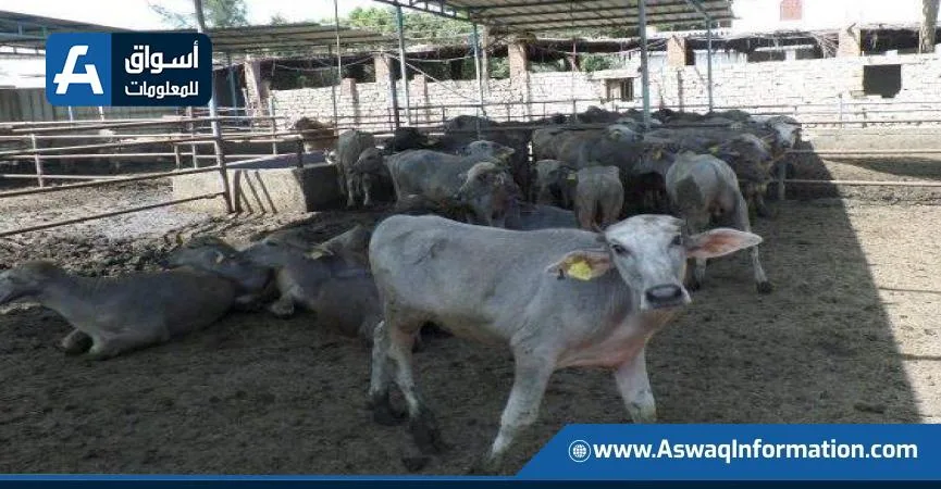 في إطار مشروع البتلو.. “وزارة الزراعة” تخصص 149.8 مليون جنيه لدعم 107 من صغار المربين.