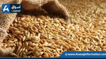 توقعات غير مسبوقة لإنتاج واستهلاك الحبوب على مستوى العالم في الموسم الحالي