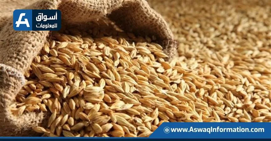 توقعات غير مسبوقة لإنتاج واستهلاك الحبوب على مستوى العالم في الموسم الحالي
