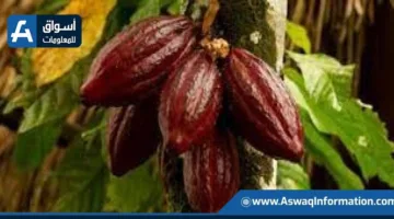 زيادة كبيرة في أسعار الكاكاو العالمية رغم تراجع الطلب