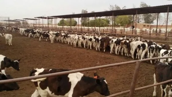 كيف يدعم مشروع “البتلو” المربين الصغار.. معلومات مفصلة كيف يدعم مشروع “البتلو” المربين الصغار.. معلومات مفصلة