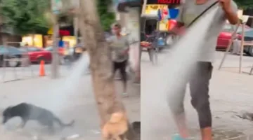كلاب الشوارع تبحث عن ملاذ من الحرارة في مغسلة بالحلمية.. الراوي يشارك القصة