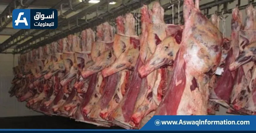 بفضل “المشروع القومي للبتلو”: مصر تحقق زيادة في إنتاج اللحوم إلى 600 ألف طن بحلول 2025 بفضل “المشروع القومي للبتلو”: مصر تحقق زيادة في إنتاج اللحوم إلى 600 ألف طن بحلول 2025