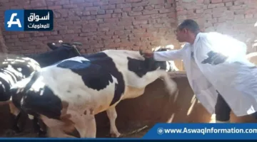الهيئة البيطرية: تلقيح أكثر من 824 ألف رأس من الماشية خلال أسبوع