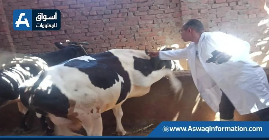 الهيئة البيطرية: تلقيح أكثر من 824 ألف رأس من الماشية خلال أسبوع الهيئة البيطرية: تلقيح أكثر من 824 ألف رأس من الماشية خلال أسبوع