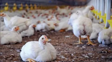 لتنظيم الأسواق.. منتجو الدواجن يتفاوضون على توريد 2000 طن لجهاز مستقبل مصر
