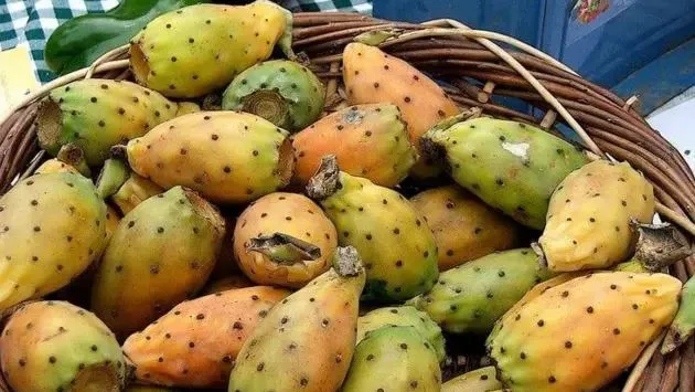 بلا جهد.. 3 خطوات بسيطة وسريعة لتهيئة التين الشوكي في المنزل بلا جهد.. 3 خطوات بسيطة وسريعة لتهيئة التين الشوكي في المنزل