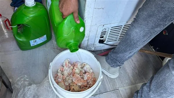 التفاصيل الكاملة لإغلاق 6 مطاعم وإغلاقها بشارع النيل في رأس البر