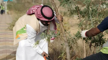 حملة لمواجهة “نبات التبغ الزائف”
