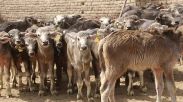 تخطت 9.7 مليار جنيه… معلومات عن مشروع «البتلو» لمساندة المربين الصغار