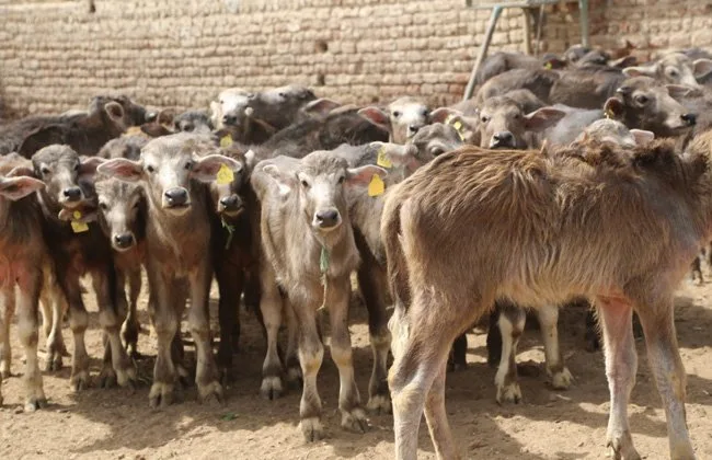 تخطت 9.7 مليار جنيه… معلومات عن مشروع «البتلو» لمساندة المربين الصغار