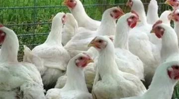 استقرار أسعار الدواجن اليوم في الأسواق عند 64 جنيهًا للكيلو