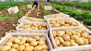 3250 شحنة غذائية مصرية تصديرية بوزن 175 ألف طن.. والصومال وتركيا في مقدمة الوجهات المستهدفة