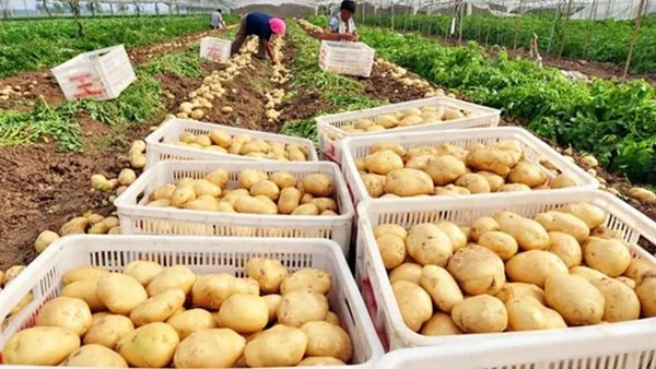 3250 شحنة غذائية مصرية تصديرية بوزن 175 ألف طن.. والصومال وتركيا في مقدمة الوجهات المستهدفة
