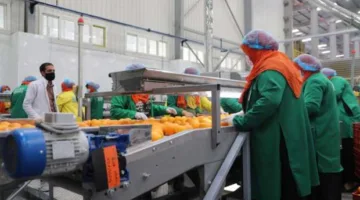 ملف: توقعات بزيادة ملحوظة في صادرات المنتجات الزراعية