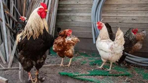 سعر كيلو الدجاج الأبيض اليوم في السوق الرئيسية سعر كيلو الدجاج الأبيض اليوم في السوق الرئيسية