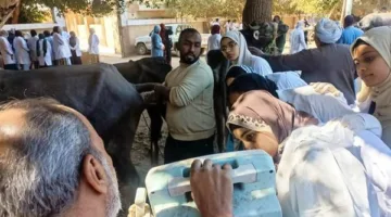الأطباء البيطريون يتهيئون لإقامة قافلة طبية مجانية في قريتي كوم أمبو ودراو