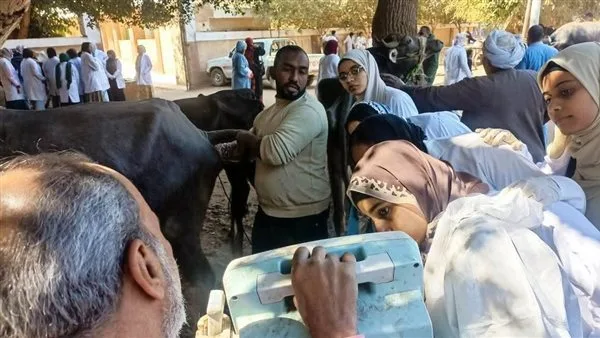 الأطباء البيطريون يتهيئون لإقامة قافلة طبية مجانية في قريتي كوم أمبو ودراو الأطباء البيطريون يتهيئون لإقامة قافلة طبية مجانية في قريتي كوم أمبو ودراو