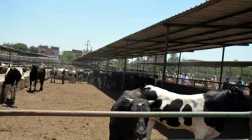 المبادرة الوطنية لإعادة إحياء البتلو: دورها في تعزيز إنتاج اللحوم في مصر