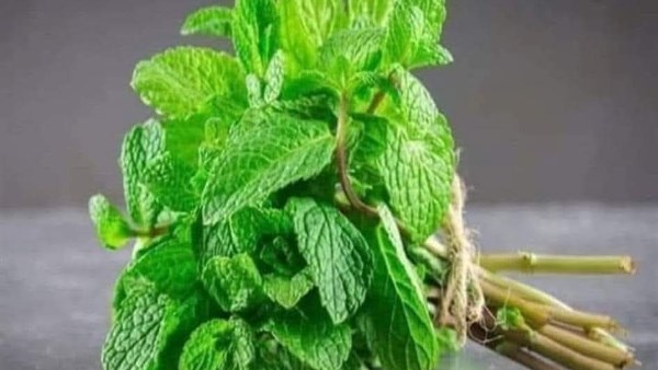  ماذا يحدث لجسمك عند تناول النعناع المغلى