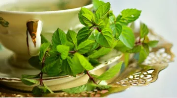 يقلل من ضغط الدم ويدعم صحة الدماغ.. مشروب صحي بدون كافيين.