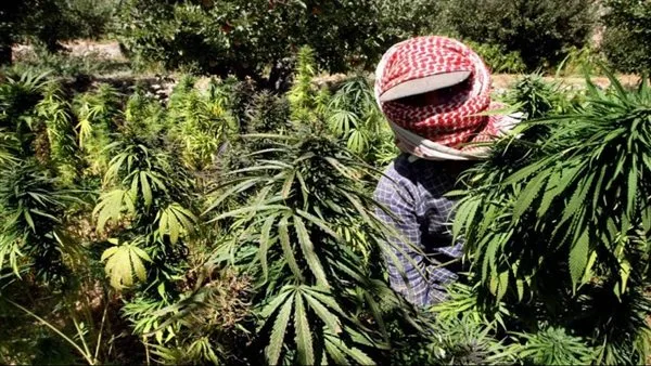 من المزارع إلى الأسواق العالمية… “القنب اللبناني” بات في الطريق نحو الشرعية!