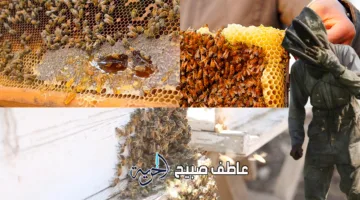 كيف يتأقلم النحل مع ارتفاع درجات الحرارة؟ تقرير عالمي يكشف عن مفاجآت جديدة