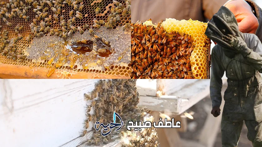 كيف يتأقلم النحل مع ارتفاع درجات الحرارة؟ تقرير عالمي يكشف عن مفاجآت جديدة