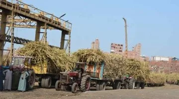 خطة حكومية لتحديث 9 مصانع سكر: إنشاء مصانع جديدة باستثمار 216 مليون دولار ومصر تدخل سوق الكاميرون باستثمار 14 مليون دولار
