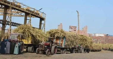 خطة حكومية لتحديث 9 مصانع سكر: إنشاء مصانع جديدة باستثمار 216 مليون دولار ومصر تدخل سوق الكاميرون باستثمار 14 مليون دولار خطة حكومية لتحديث 9 مصانع سكر: إنشاء مصانع جديدة باستثمار 216 مليون دولار ومصر تدخل سوق الكاميرون باستثمار 14 مليون دولار