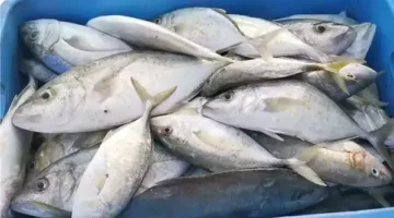 أسعار الأسماك الطازجة في مصر اليوم