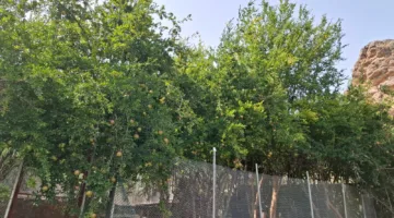 قرية المناخر في الجبل الأخضر: وجهة سياحية بيئية مستدامة