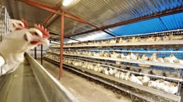 شركة القاهرة للدواجن تستثمر 700 مليون جنيه لنقل مزارع الأجداد إلى موقع جديد في مرسى مطروح
