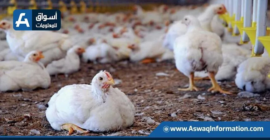 شركة القاهرة للدواجن تقرر نقل مزارع الجدود باستثمارات تصل إلى 700 مليون جنيه شركة القاهرة للدواجن تقرر نقل مزارع الجدود باستثمارات تصل إلى 700 مليون جنيه