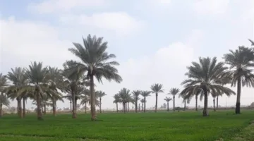 بدء عملية تحويل 7 مناطق زراعية في بغداد إلى مناطق سكنية