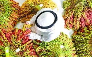 Dubai Date Festival: An Annual Celebration of Palm Trees and Ancestral Heritage Dubai Date Festival: An Annual Celebration of Palm Trees and Ancestral Heritage