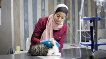 قائمة كليات الطب البيطري الخاصة لعام 2025: تخصصات متخصصة ورسوم دراسية متنوعة