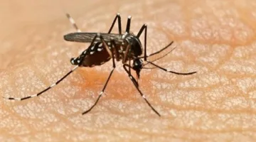عاجل.. منظمة الصحة العالمية تحذر من انتشار واسع لفيروس شيكونغونيا