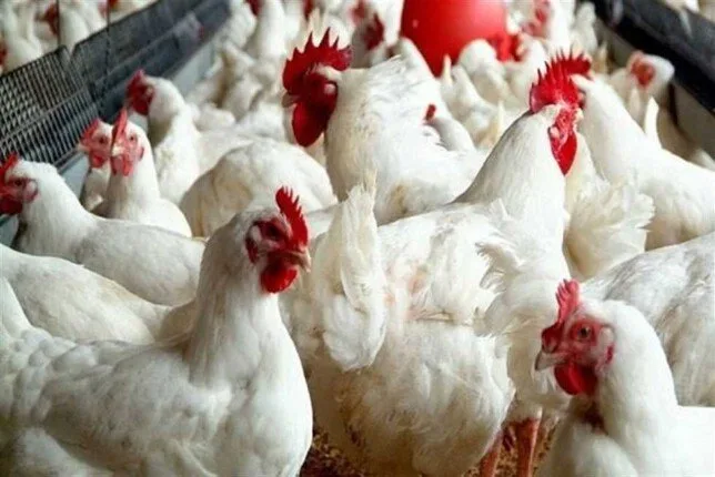 أسعار الدجاج والبيض ليوم الخميس 24 يوليو 2025 أسعار الدجاج والبيض ليوم الخميس 24 يوليو 2025