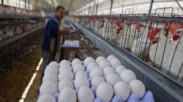 استقرار ملحوظ في أسعار الدواجن والبيض في الأسواق اليوم الخميس 24 يوليو 2025