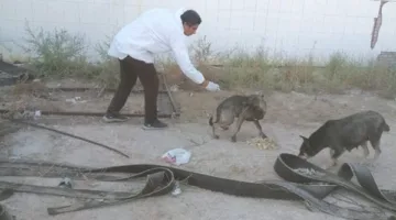 مديرية الطب البيطري تطلق حملة لتلقيح الكلاب ضد فيروس السعار على شاطئ بورفؤاد.