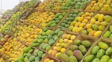 أسعار المانجو تثير الدهشة اليوم الجمعة | ما هو سعر الكيلو؟