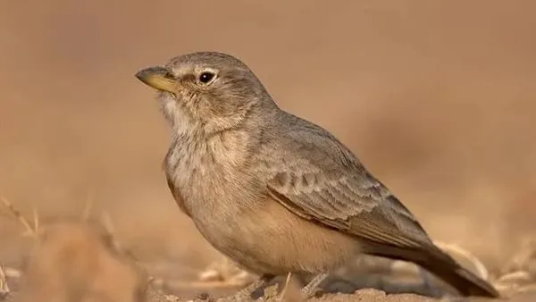 مقتطف مؤثر من برنامج “نور” على قناة الناس: الرسول يعلّم الصحابة الرحمة من خلال طائر الحمرة. مقتطف مؤثر من برنامج “نور” على قناة الناس: الرسول يعلّم الصحابة الرحمة من خلال طائر الحمرة.