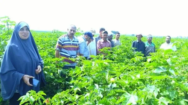 زراعة الشرقية تنظم يوماً ميدانياً لتعزيز إنتاجية القطن المزروع مع البصل في أبوحماد