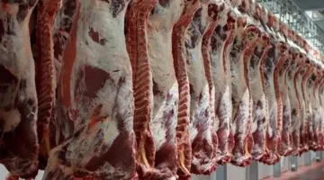 سعر الكيلو من اللحمة البلدي في مصر يوم الجمعة: كم وصل قبل بداية الأسبوع؟