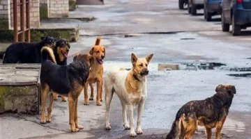 تحذير بشأن فيروس الكلب: ضرورة تعزيز التوعية