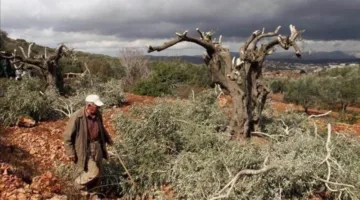 مستعمرون يزيلون أشجار الزيتون في منطقة جنوب نابلس.