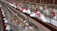 شعبة الدواجن تسلط الضوء على أبرز احتياجات المربين الصغار لاستمرارهم في السوق